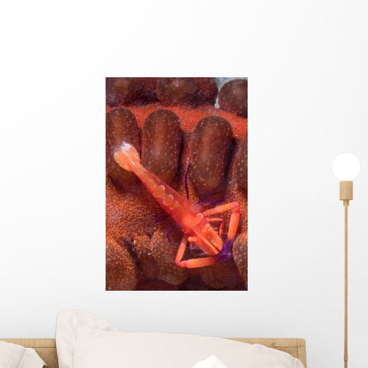 Imperial Shrimp Sea Cucumber Wall Decal Design 1