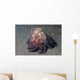 Coconut Shell Octopus Lembeh Wall Decal