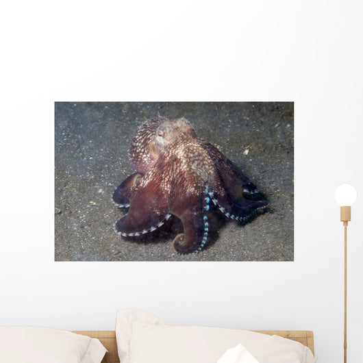 Coconut Shell Octopus Lembeh Wall Decal