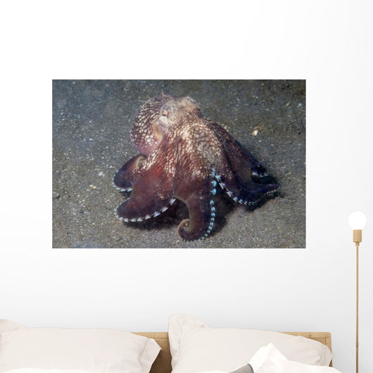 Coconut Shell Octopus Lembeh Wall Decal