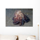 Coconut Shell Octopus Lembeh Wall Decal