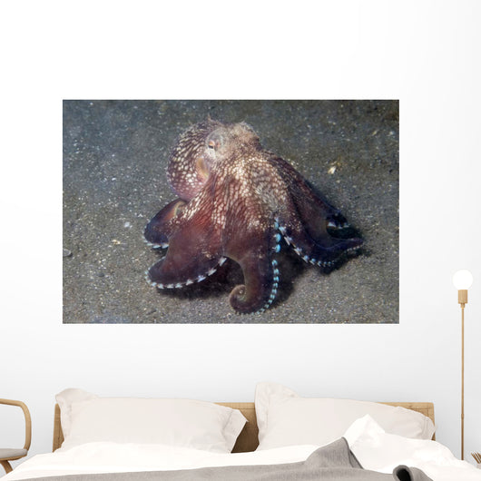 Coconut Shell Octopus Lembeh Wall Decal