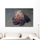Coconut Shell Octopus Lembeh Wall Decal