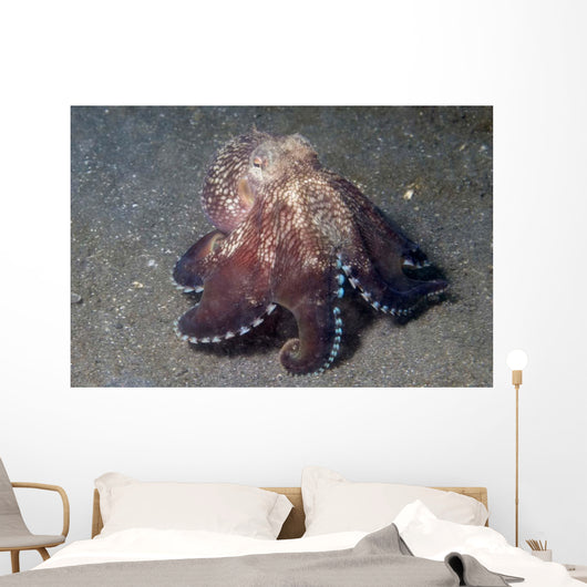 Coconut Shell Octopus Lembeh Wall Decal