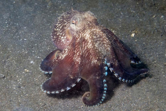 Coconut Shell Octopus Lembeh Wall Decal