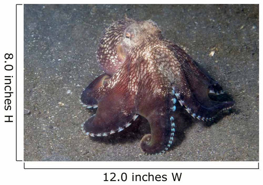 Coconut Shell Octopus Lembeh Wall Decal