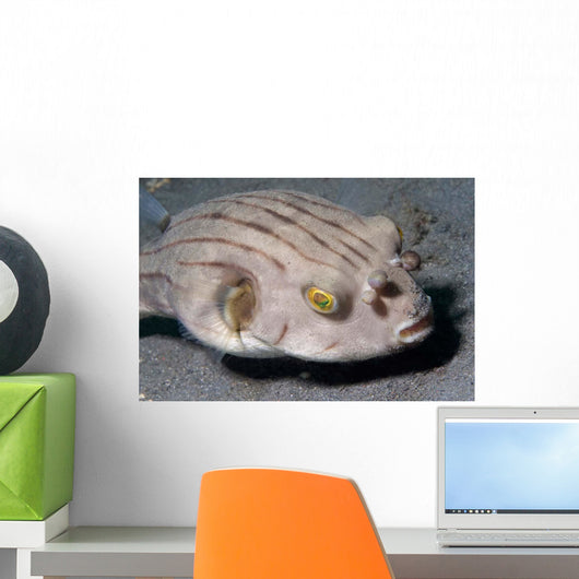 Striped Puffer Arothron Manilensis Wall Decal
