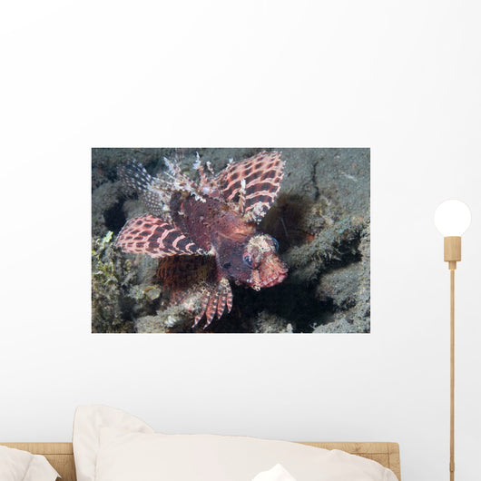 Shortfin Lionfish Dendrochirus Brachypterous Wall Decal