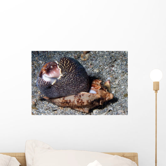 Tiger Cowrie with Mantle Wall Decal