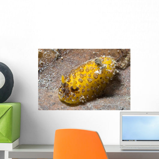 Nudibranch Discodoris Sp Wall Decal