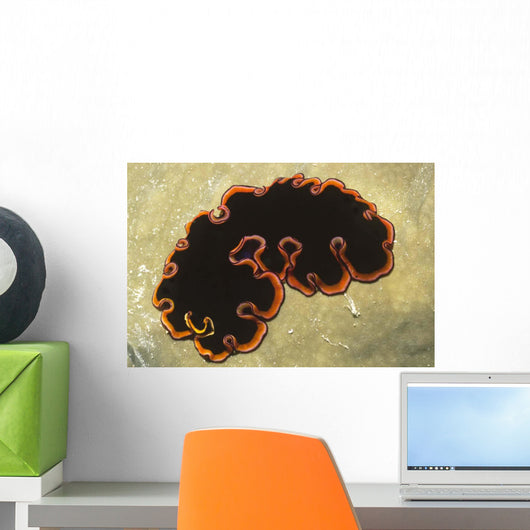 Glorious Flatworm Pseudobiceros Gloriosus Wall Decal