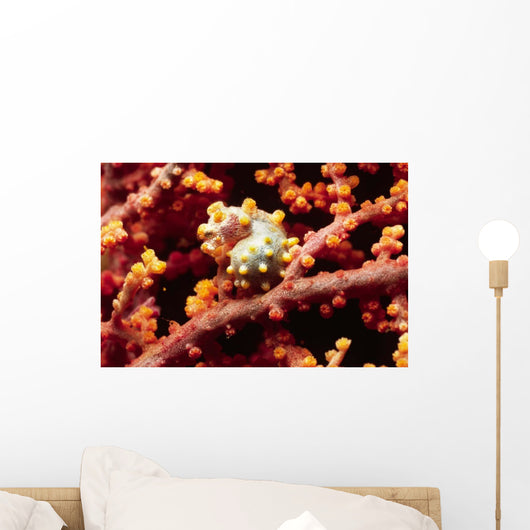 Pygmy Seahorse Hiding Sea Wall Decal