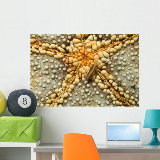 Starfish Shrimp Periclimenes Soror Wall Decal