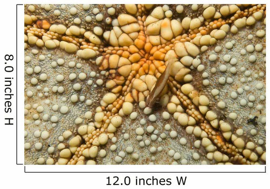 Starfish Shrimp Periclimenes Soror Wall Decal