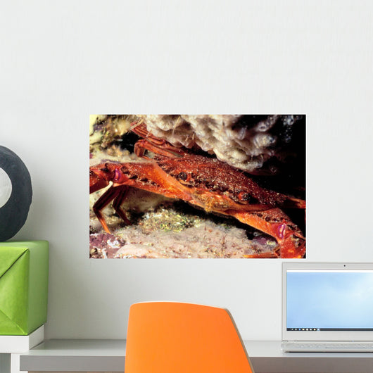 Swimming Crab Cronius Ruber Wall Decal