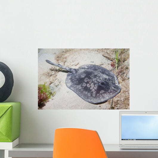 Spotted Stingaree Urolophus Gigas Wall Decal