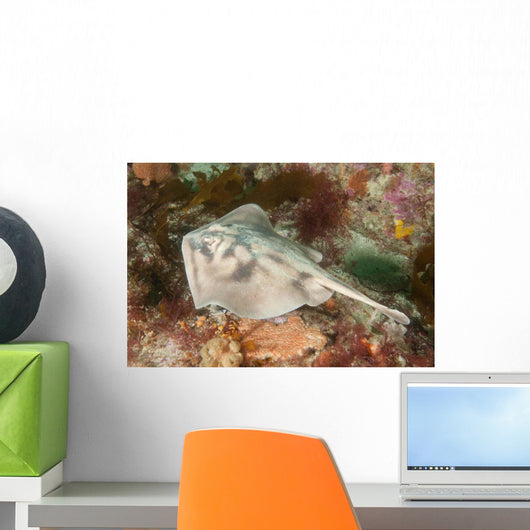 Female Cross-back Stingaree Urolophus Wall Decal