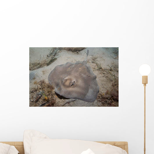 Sparsely-spotted Stingaree Urolophus Paucimaculatus Wall Decal