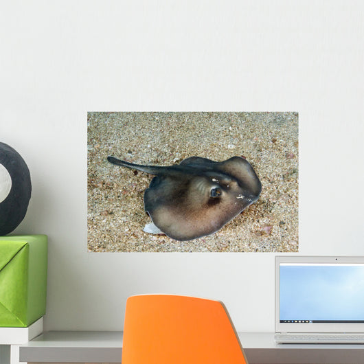 Sepia Stingray Urolophus Aurantiacus Wall Decal