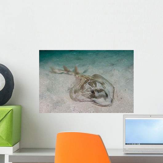 Southern Fiddler Ray Sandy Wall Decal