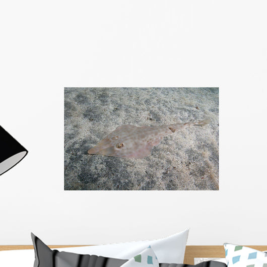 Brown Guitarfish Rhinobatos Schlegelii Wall Decal