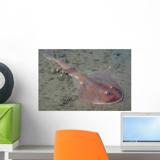 Juvenile Tasmanian Numbfish Hobart Wall Decal