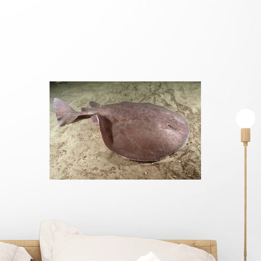 Short-tailed Torpedo Ray Torpedo Wall Decal