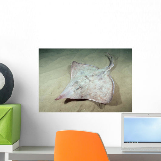 Deepwater Adult Skate Raja Wall Decal