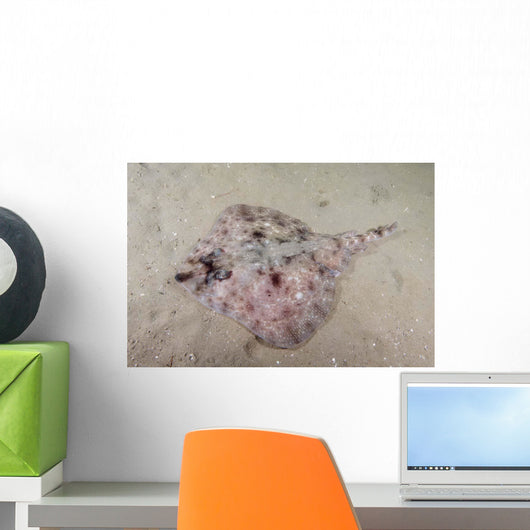 Thornthornback Skate Hobart Australia back Wall Decal