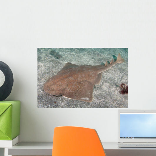 Japanese Angel Shark Squatina Wall Decal