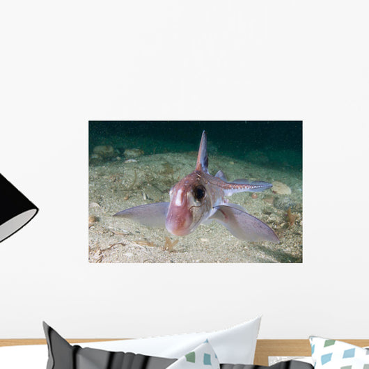 Adult Spotted Ratfish over Wall Decal