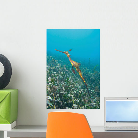 Weedy Seadragon Foraging for Wall Decal Design 1