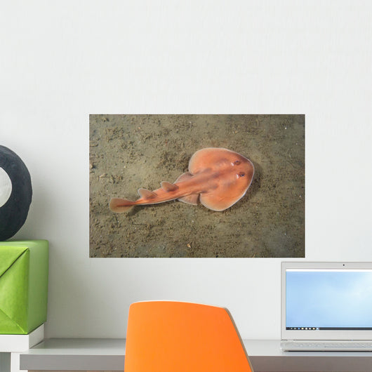 Juvenile Tasmanian Numbfish Narcine Wall Decal