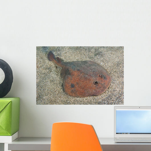 Japanese Numbray Narke Japonica Wall Decal