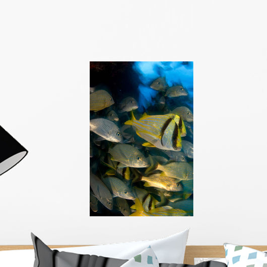 Schooling Porkfish White Margate Wall Decal Design 6
