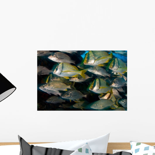 Schooling Porkfish White Margate Wall Decal Design 4