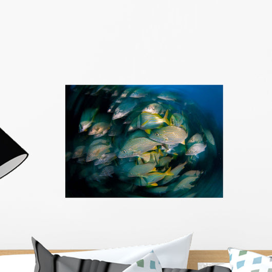 Schooling Porkfish White Margate Wall Decal Design 3