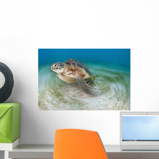 Green Sea Turtle Chelonia Wall Decal Design 22