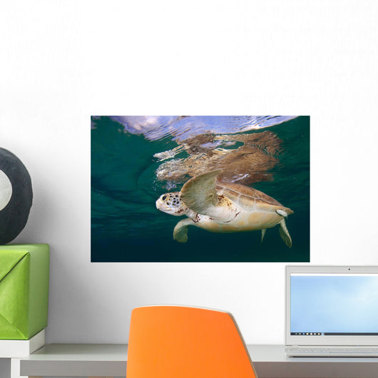 Green Sea Turtle Chelonia Wall Decal Design 21