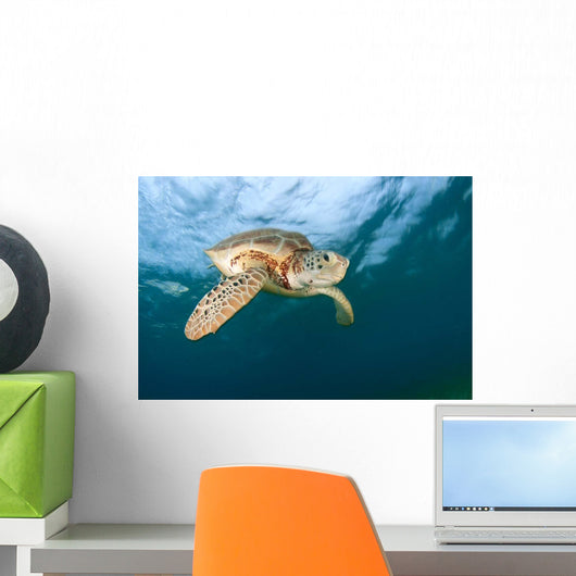 Green Sea Turtle Chelonia Wall Decal Design 18