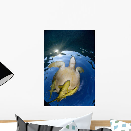 Green Sea Turtle Chelonia Wall Decal Design 17