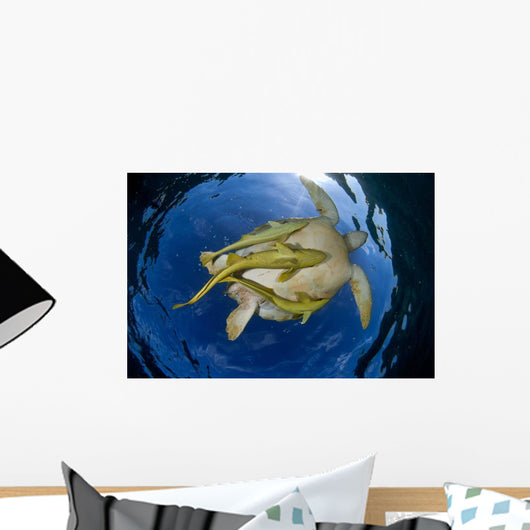 Green Sea Turtle Chelonia Wall Decal Design 16
