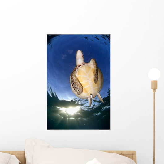 Green Sea Turtle Chelonia Wall Decal Design 15