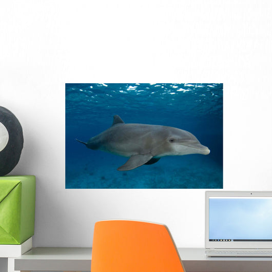 Bottlenose Dolphin Tursiops Truncatus Wall Decal Design 6