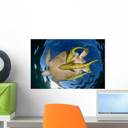 Green Sea Turtle Chelonia Wall Decal Design 13