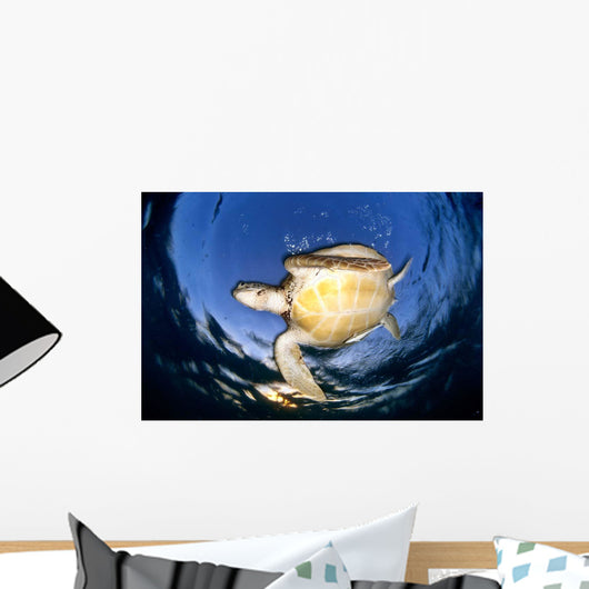 Green Sea Turtle Chelonia Wall Decal Design 12