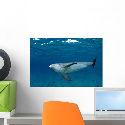 Bottlenose Dolphin Tursiops Truncatus Wall Decal Design 5
