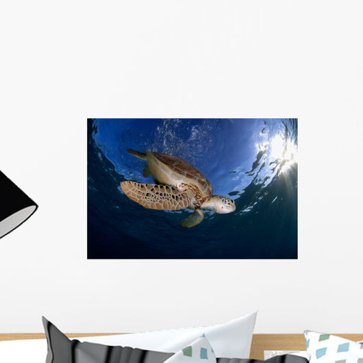 Green Sea Turtle Chelonia Wall Decal Design 11