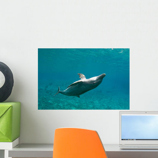 Bottlenose Dolphin Tursiops Truncatus Wall Decal Design 4