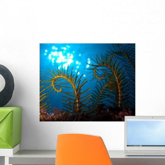 Golden Crinoid Davidaster Rubiginosus Wall Decal